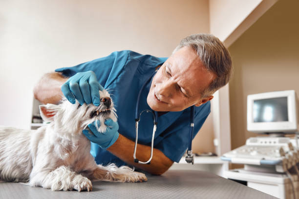 Best Urgent Tooth Repair  in Grottoes, VA